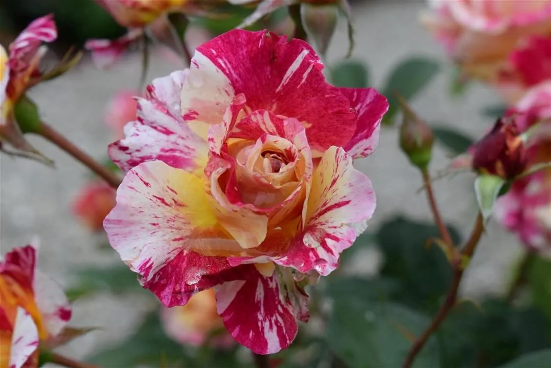 G21.1 rosenhaven  (12)